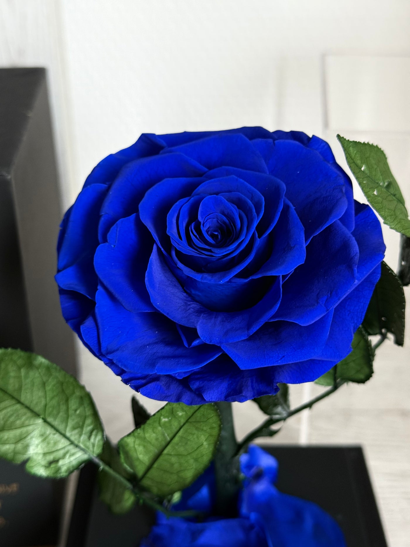 Rose éternelle sous cloche Blue  12*22cm