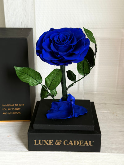 Rose éternelle sous cloche Blue  12*22cm