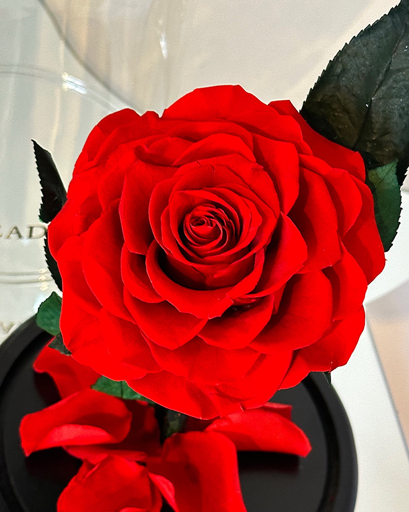 Rose éternelle sous cloche 22 cm