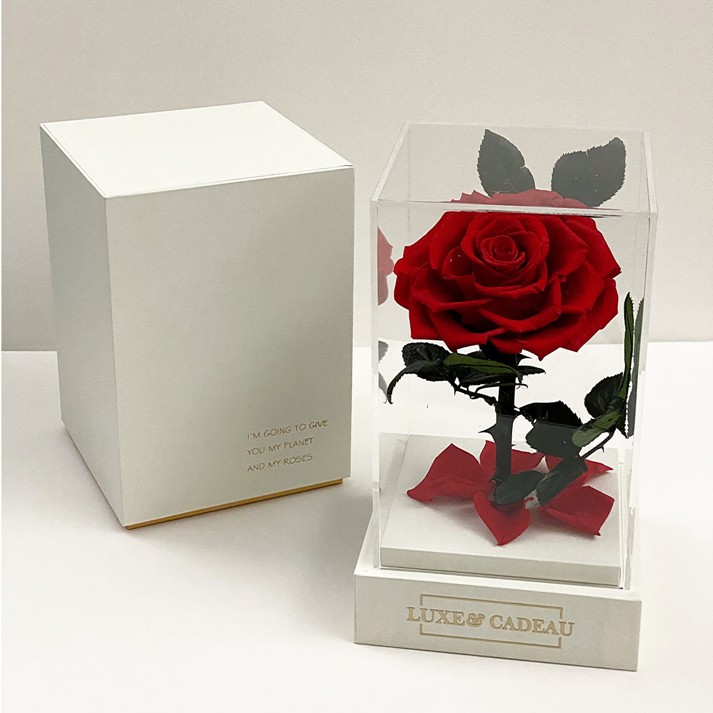 Nounours en Fleur Rose avec Boîte - Amour Rose Éternelle